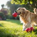 7 Dog Toys That Actually Hold Up to aggressive Chewers