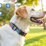 GPS Pet Trackers: Are They Worth the Monthly Fee?