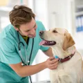 How Often Should You Really Take Your Pet to the Vet?